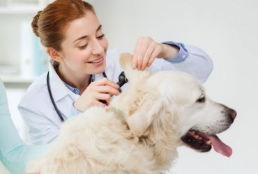 L’Importanza della Cura Veterinaria